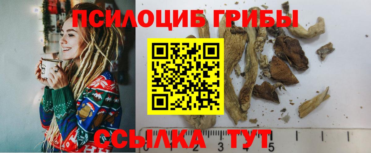 Галлюциногенные грибы Psilocybe Каменка
